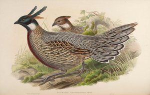 Pucrasia xanthospila = Pucrasia macrolopha xanthospila 作： John Gould